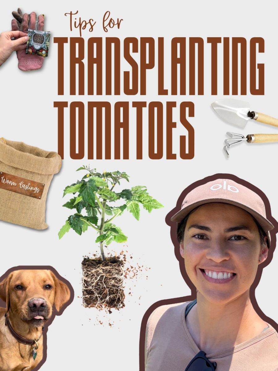 Tips for Transplanting Tomatoes Into the Garden&nbsp;🍅