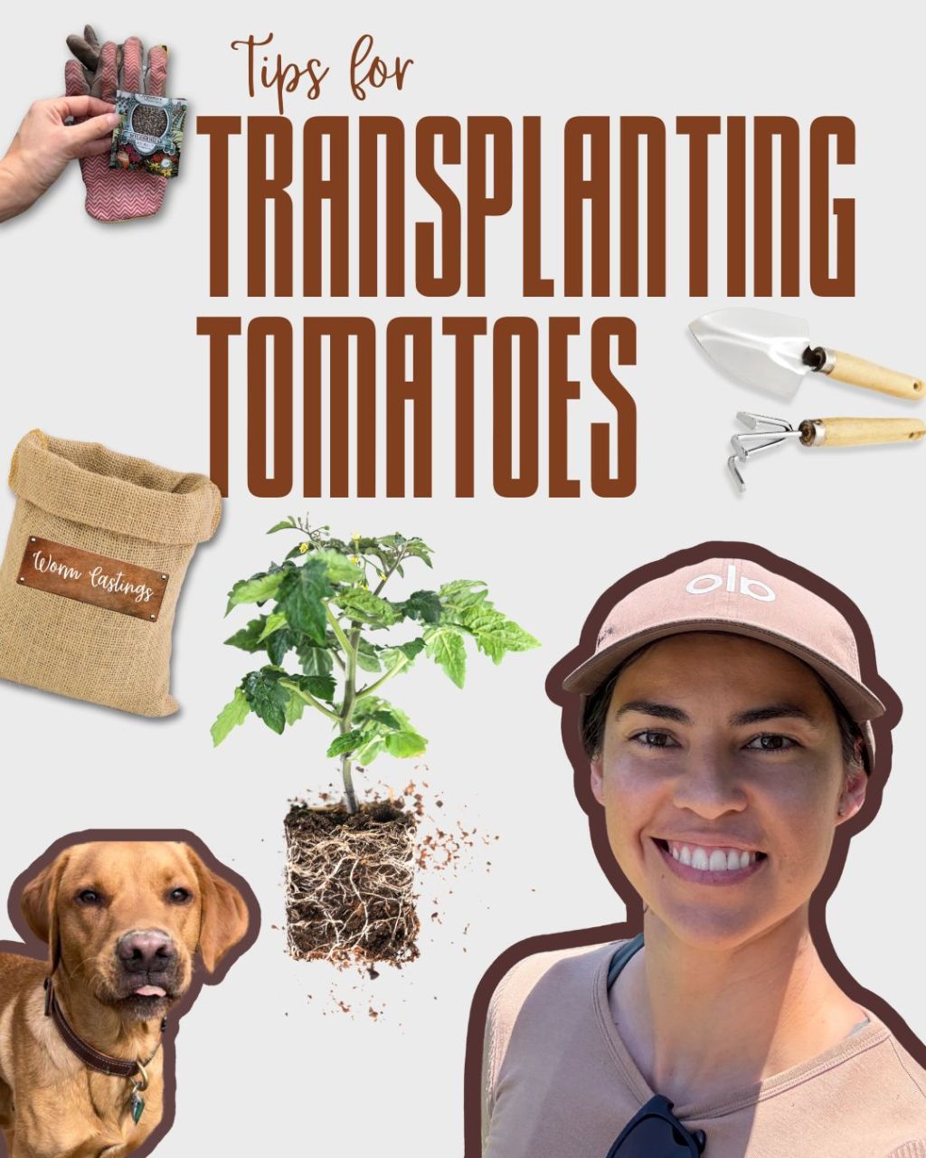 Tips for Transplanting Tomatoes Into the Garden&nbsp;🍅