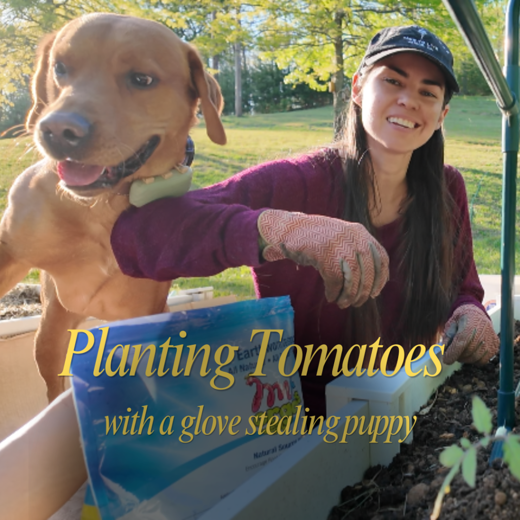 Planting Tomatoes – with a glove stealing&nbsp;puppy