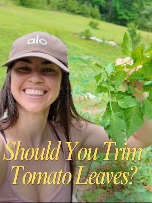 Essential Tips for Cutting Tomato&nbsp;Leaves