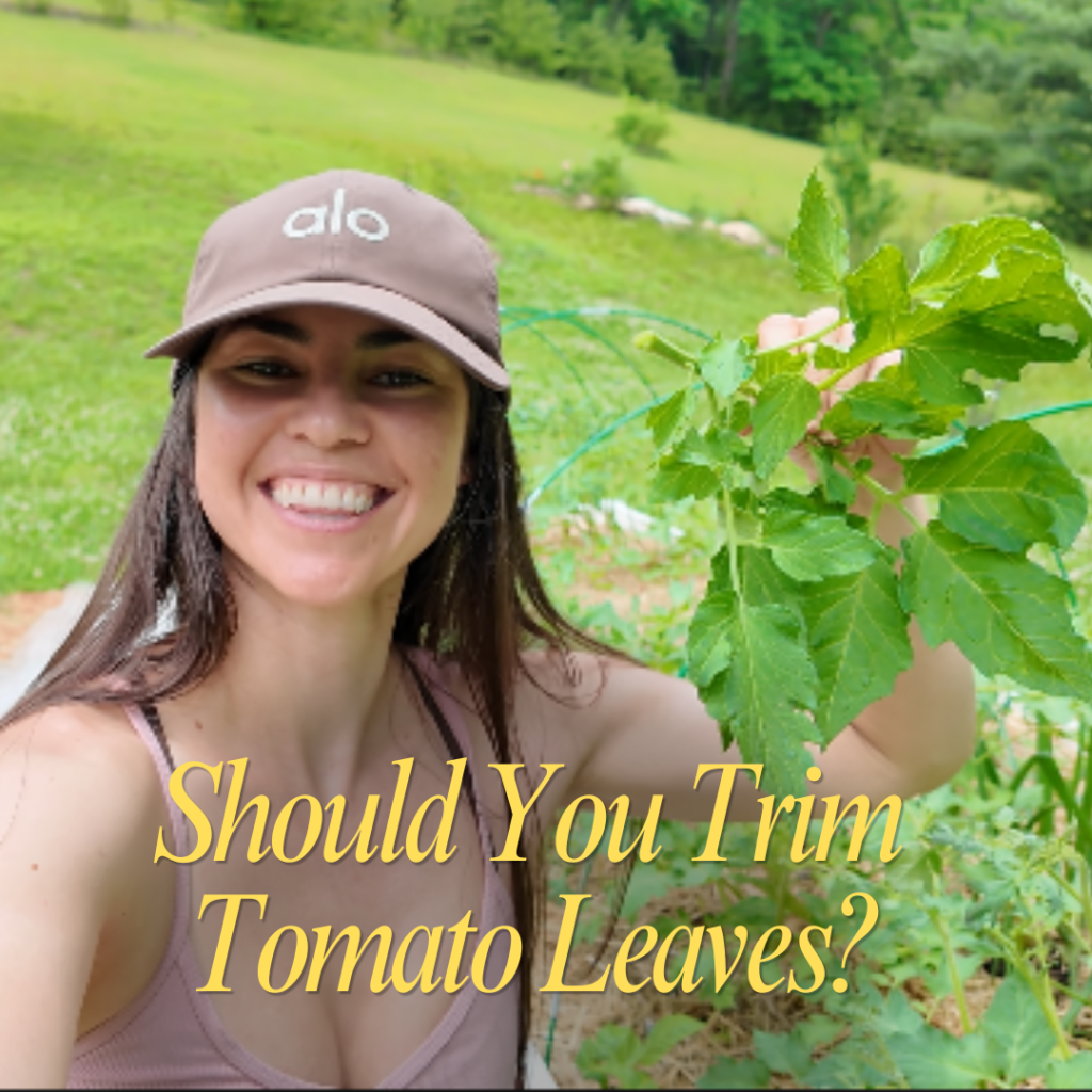 Essential Tips for Cutting Tomato&nbsp;Leaves