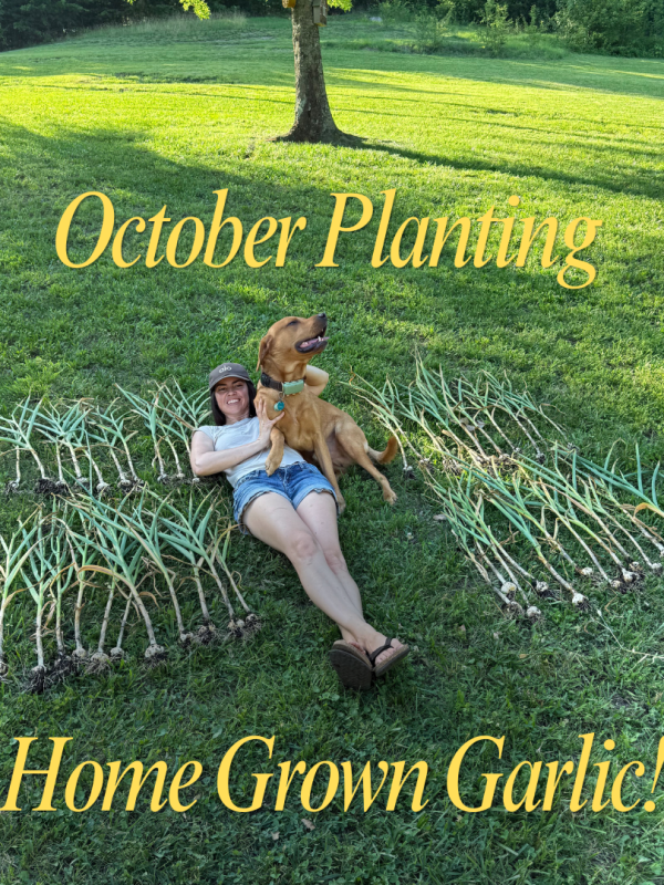Growing Garlic