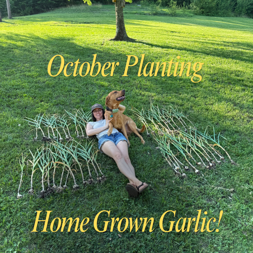 Growing Garlic
